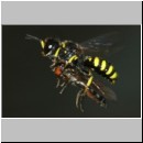 Ectemnius cavifrons oder ruficornis - Grabwespe w09c 11mm beim Nesteintrag - Platycheirus albimanus - Schwebfliege .jpg